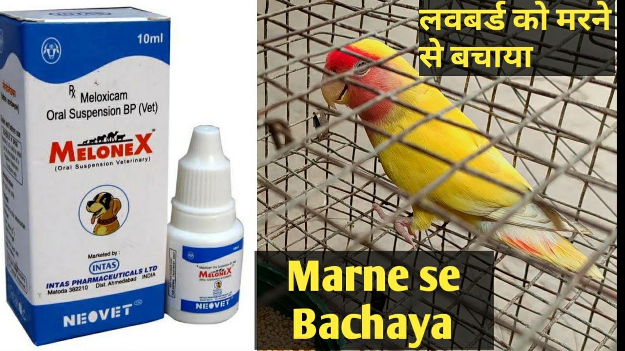 Marte hue #Lovebird ko bachaa liya मरते हुए परिंदे को बचाया
