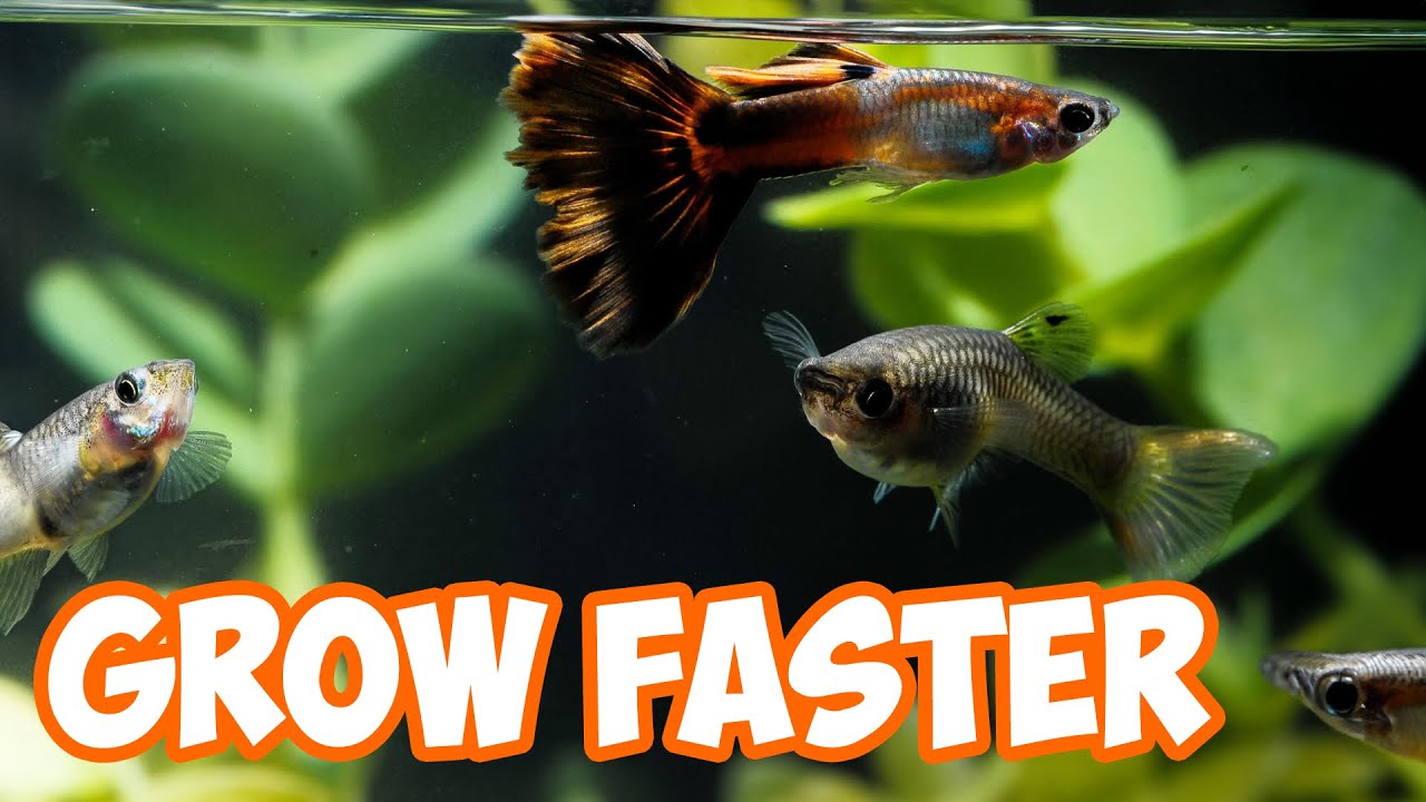 7 Tips to Make Guppy Fry Grow Faster (Large Colorful Guppies)