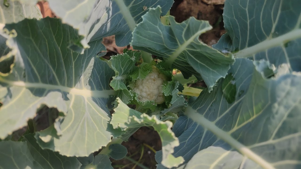Short update of my kitchen garden #youtubevideo #video #contentcreator #dailyvlog #organic #garden 