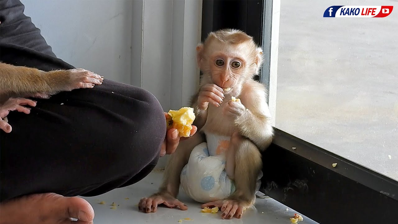 Little Monkey Luka And Valen Eating Golden Apple