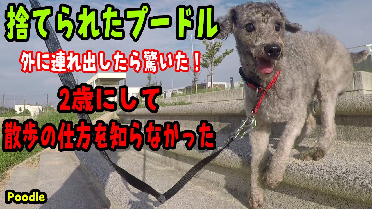 散歩の仕方を知らない、捨てられたプードル Husuky Puppy