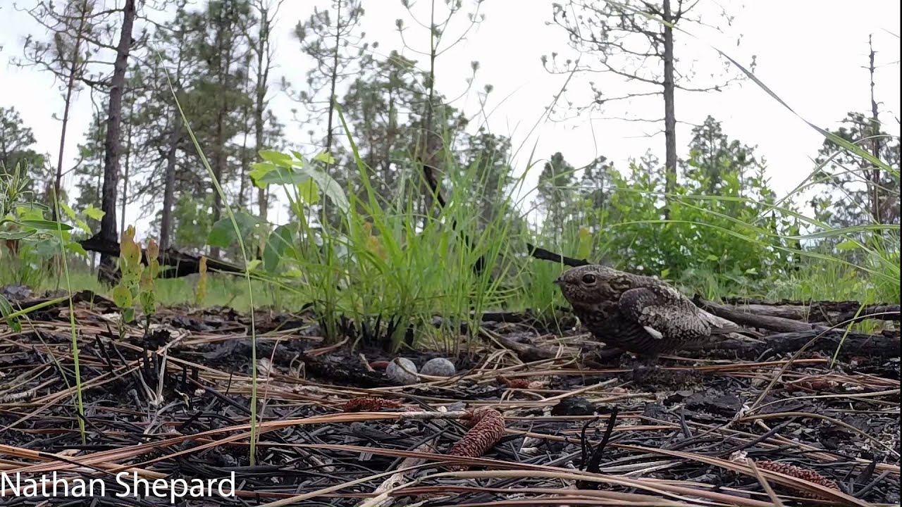 Common Nighthawk Nest - Short Version