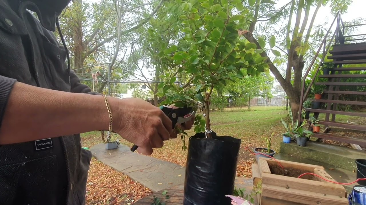 How to prepare branches to become a bonsai fruit tree(jaboticaba fruit)