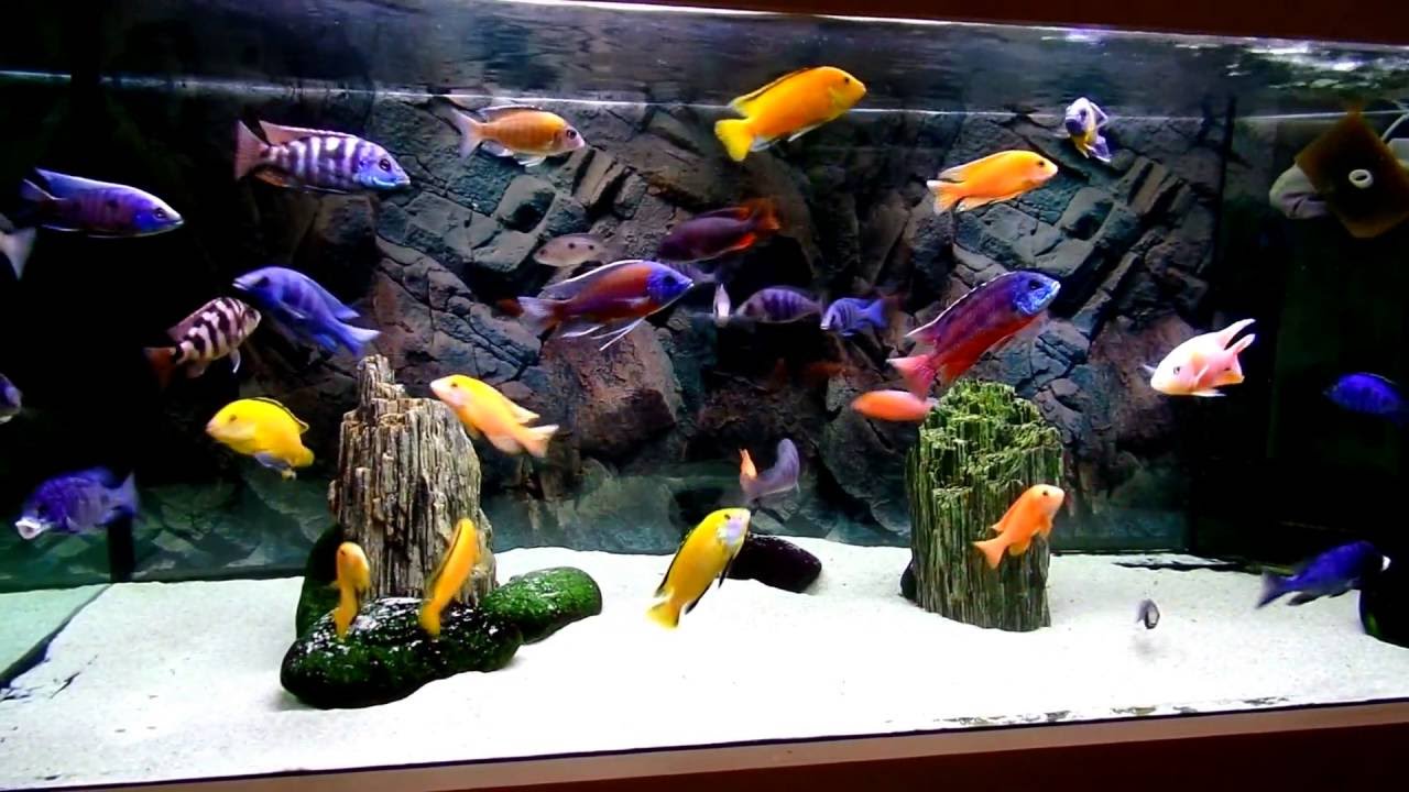 Malawi cichlids aquarium