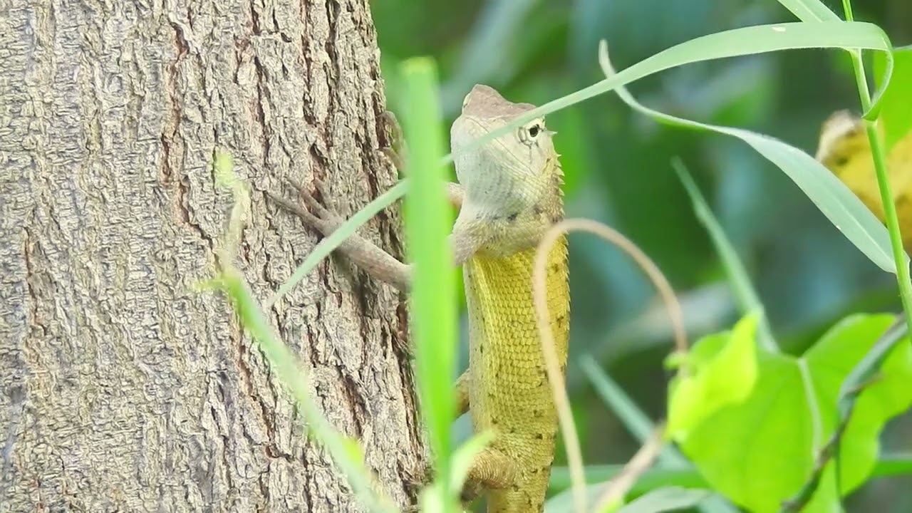 The Fascinating World of wild lizard