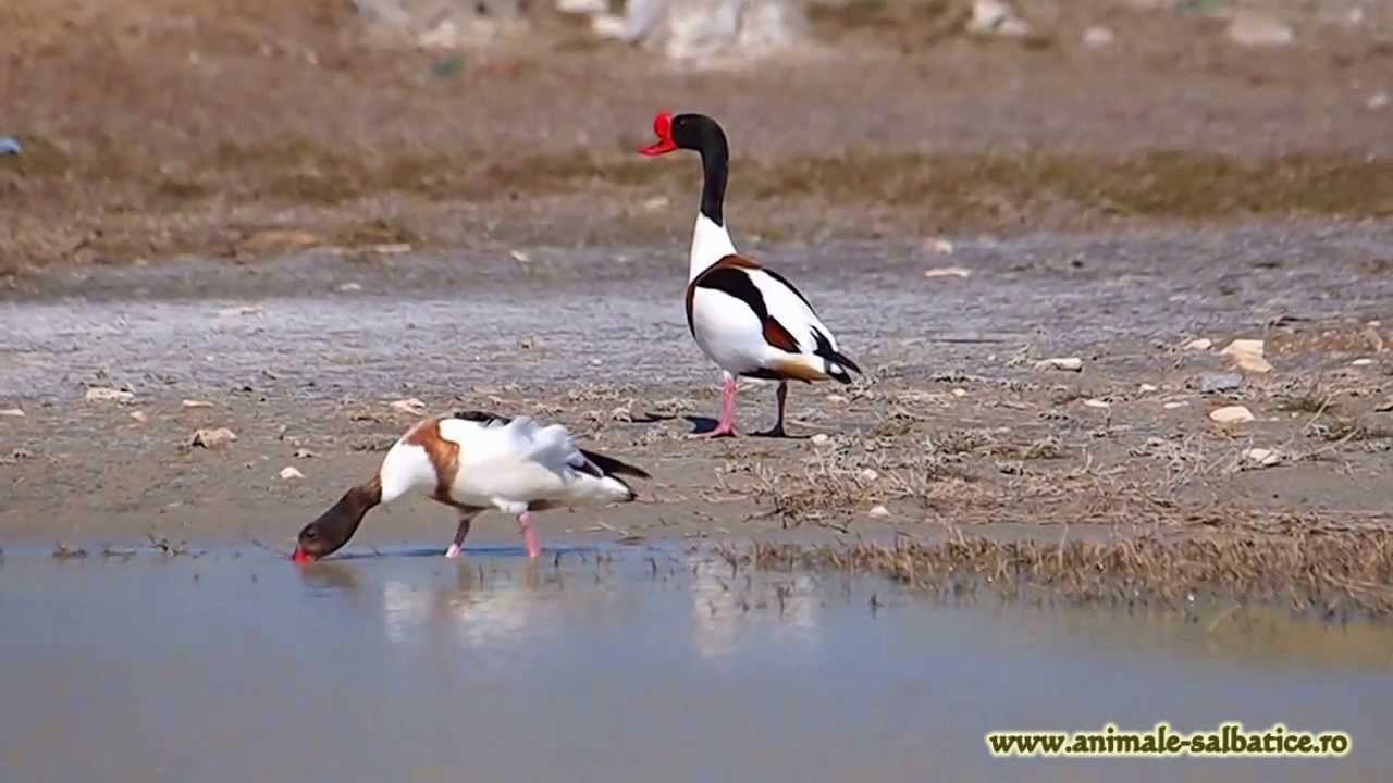 Califari albi / Common Shelduck (Tadorna Tadorna)