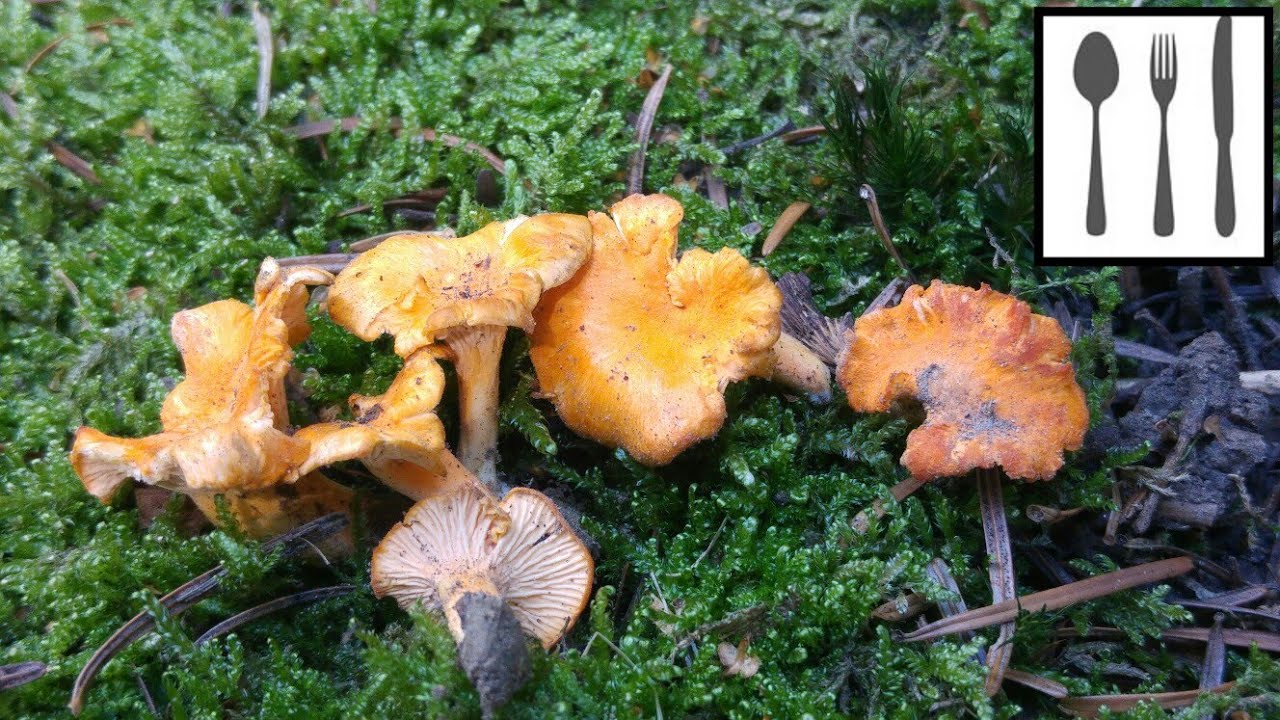 Pieprznik pomarańczowy,(Cantharellus friesii) 02.08.2018 Gromnik
