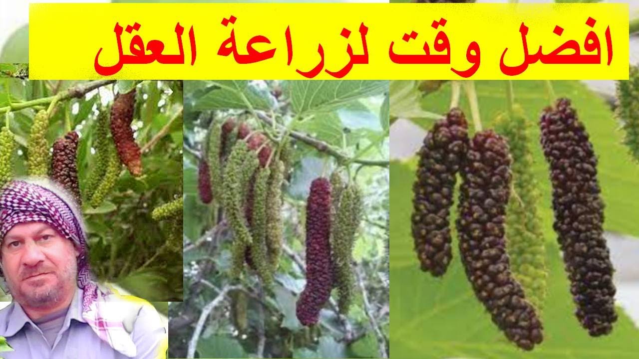 نجاح عقل(أقلام) التوت الهندي