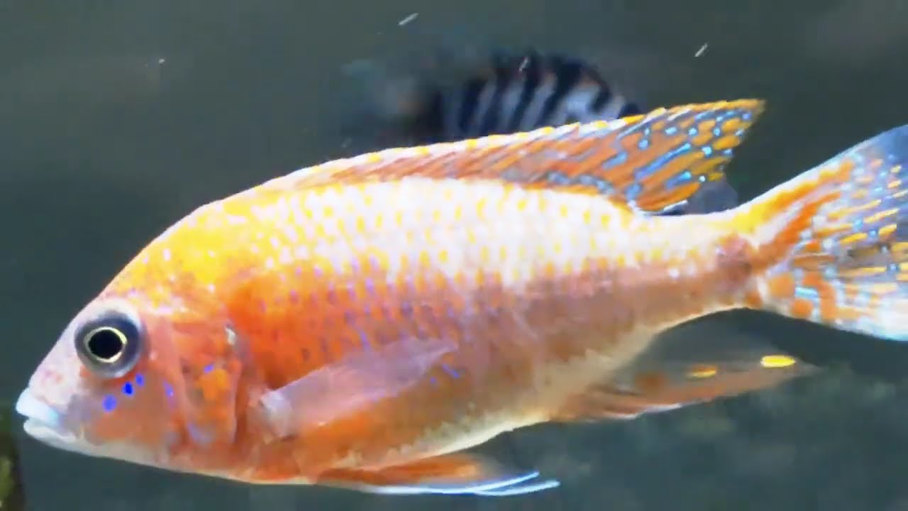 Beautiful Color Peacock Cichlid