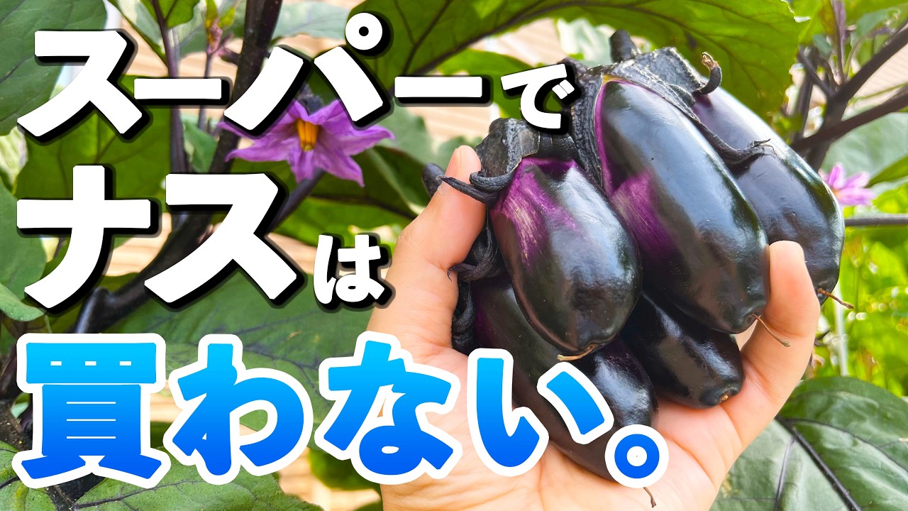 水耕栽培でナスを1鉢育てたら驚くほどたくさん収穫できた