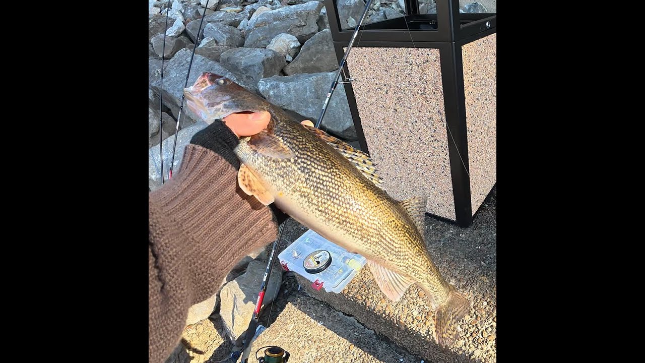 Mis videos cortos extras...pesca de WhitheBass y Walleye 2025...