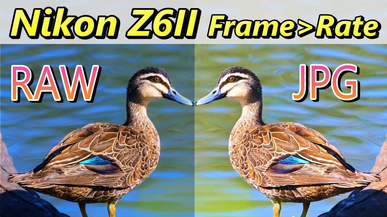 Nikon Z6II Raw vs JPEG vs Frame Rate