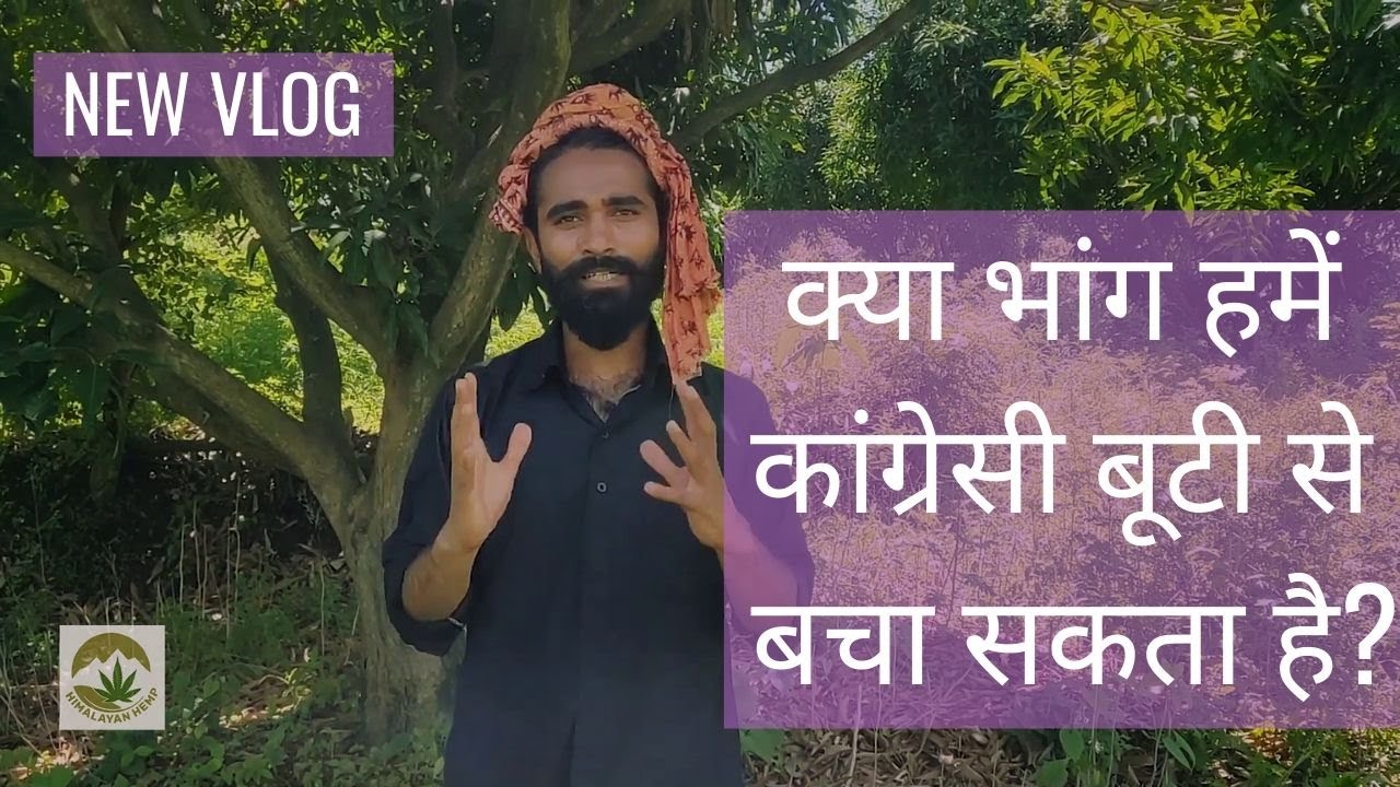 क्या भांग हमें कांग्रेसी बूटी से बचा सकता है? Himalayan Hemp Vlog Episode 10