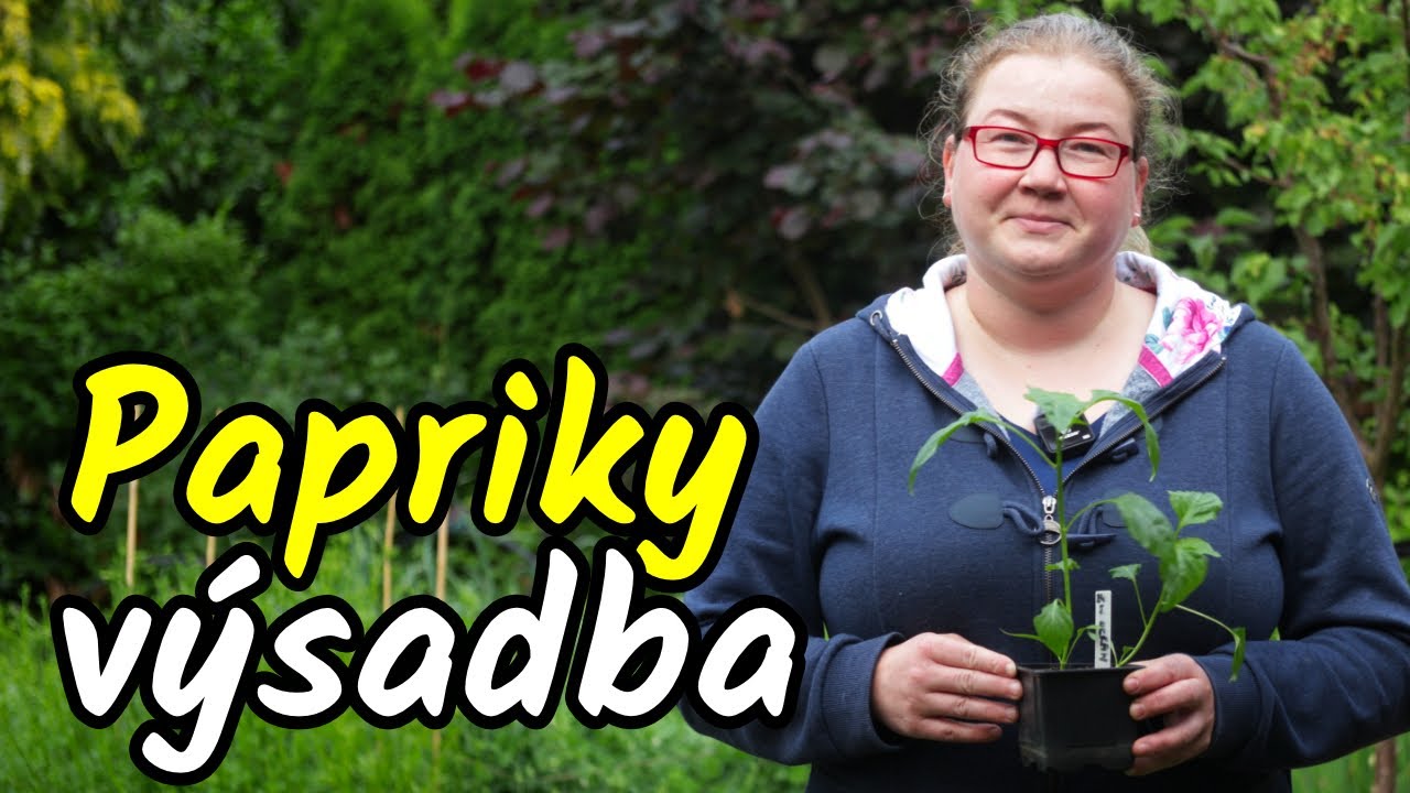 ⚡Než vysadíte PAPRIKY 🌶️ MUSÍTE vidět toto 🤔Výsadba paprik do záhonu nebo nádob