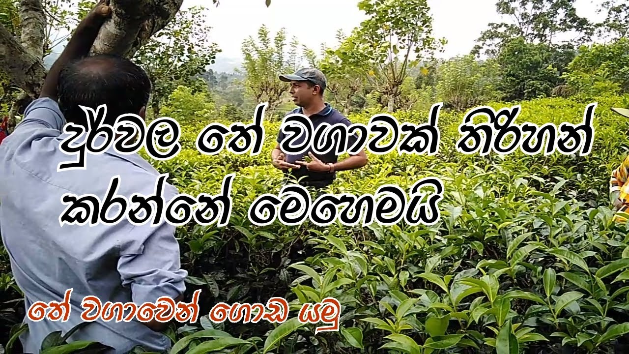 දුර්වල තේ වගාවක් තිරිහන් කරන්නේ මෙහෙමයි  හොද අස්වැන්නක් ගන්න තේ ඉඩමක් නඩත්තු කරමු tea cultivation ❤