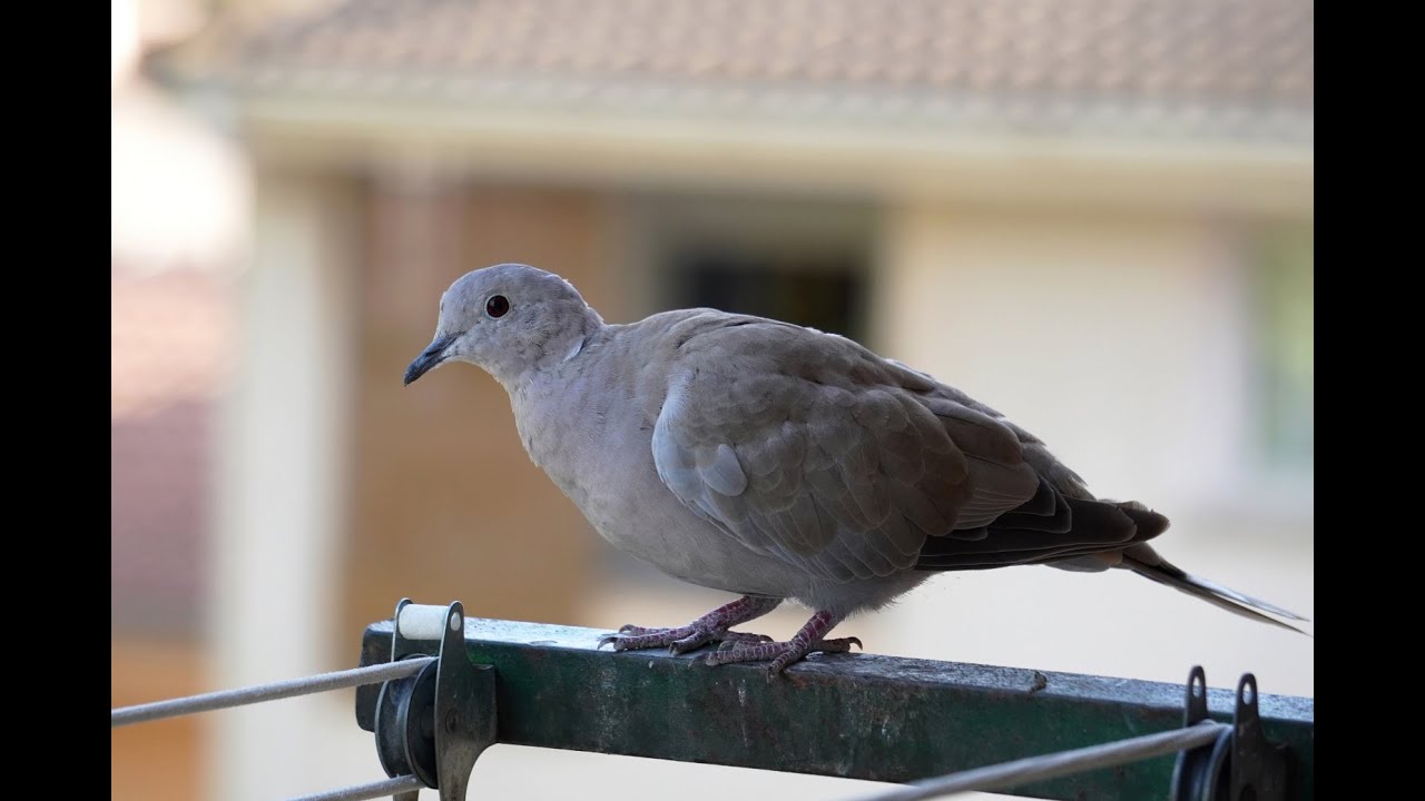 El Parque de Robin....el pichón más pequeño de Germán echa a todos de la ventana, incluida su madre.