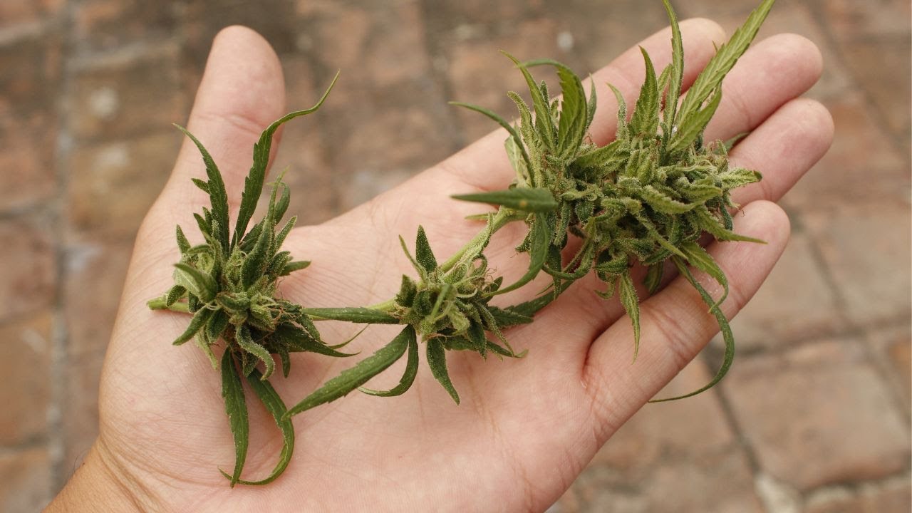 Telemedicine for Medical Marijuana in Massachusetts: Full Guide