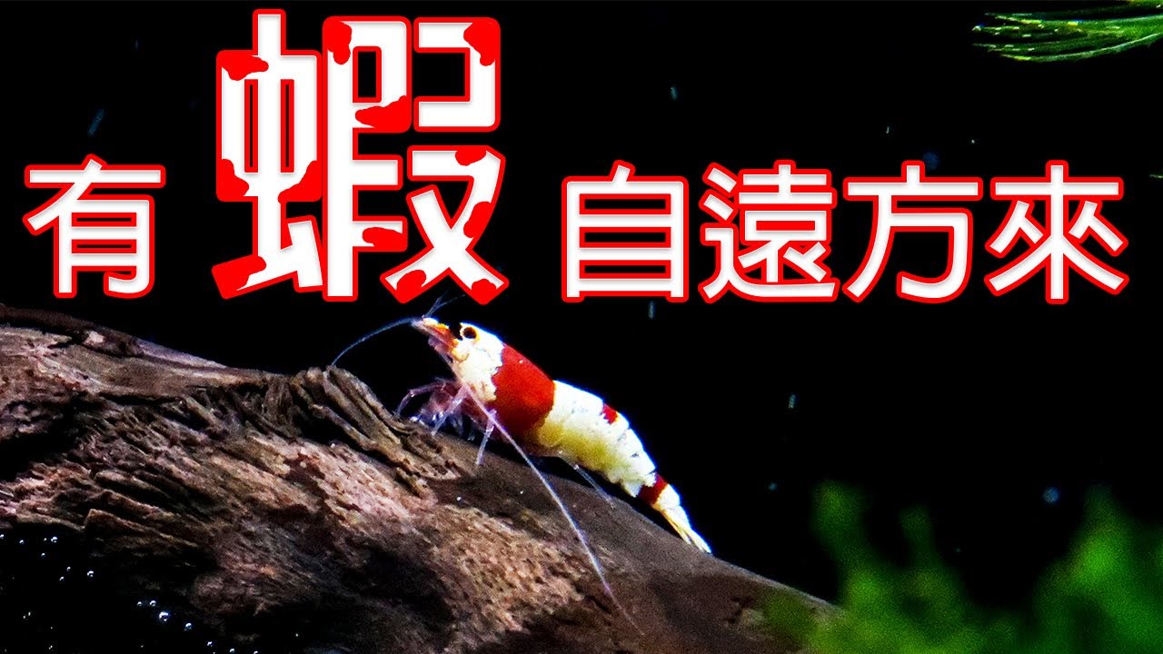 【水晶蝦】被踹入坑│紅白水晶蝦│挑戰高檔蝦│蝦缸新夥伴│療癒時間│Crystal shrimp│shrimp