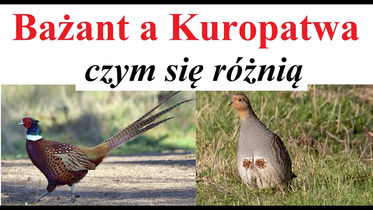 Bażant a Kuropatwa - czym się r&oacute;żnią
