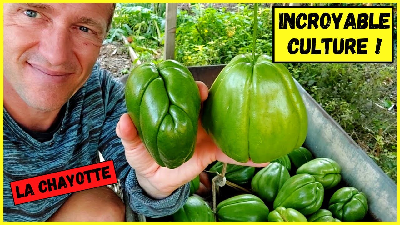 La chayotte au potager ► 50 kilos de bonheur sur un seul plant !