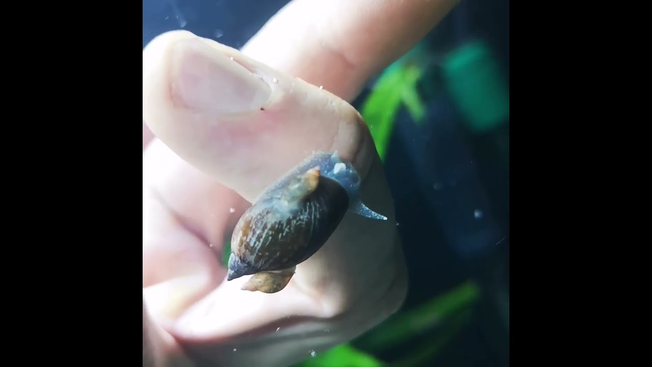 Caracol physa unos increibles jardineros