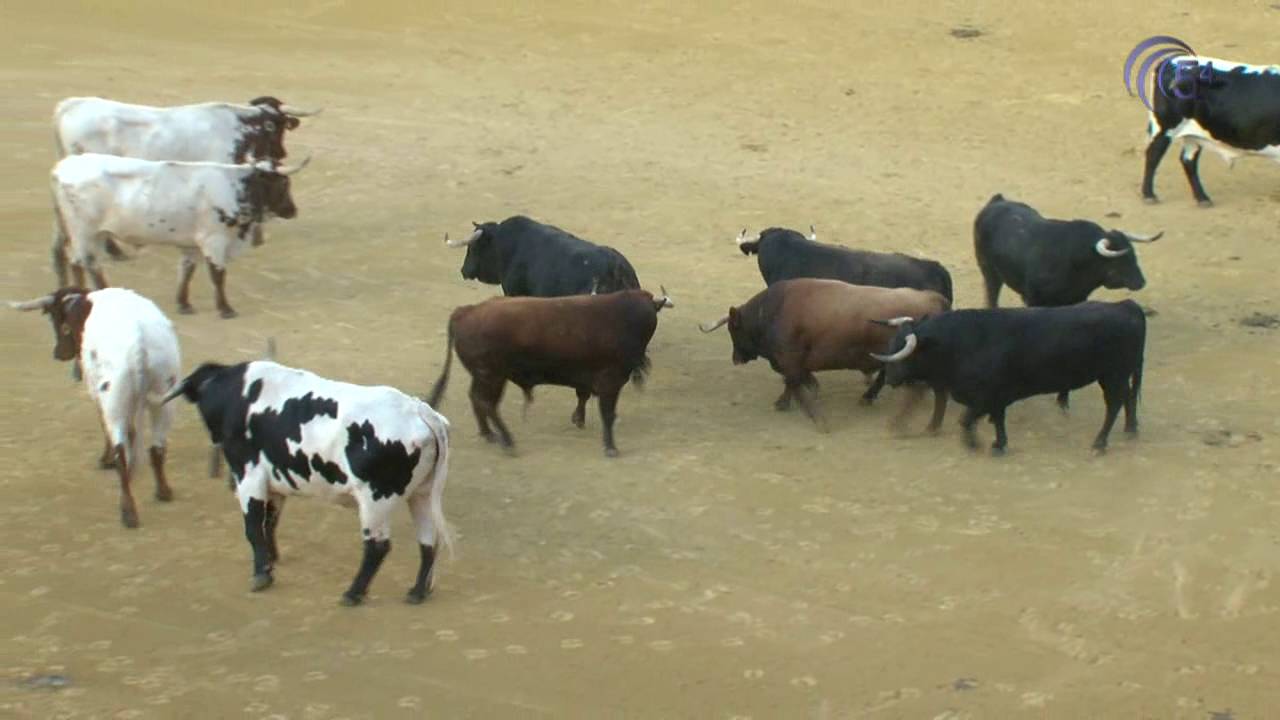 FERIA 2016 DESEMBARCO Y MANIFIESTO PÚBLICO DE LAS RESES QUE SE LIDIARÁN EN LA FERIA