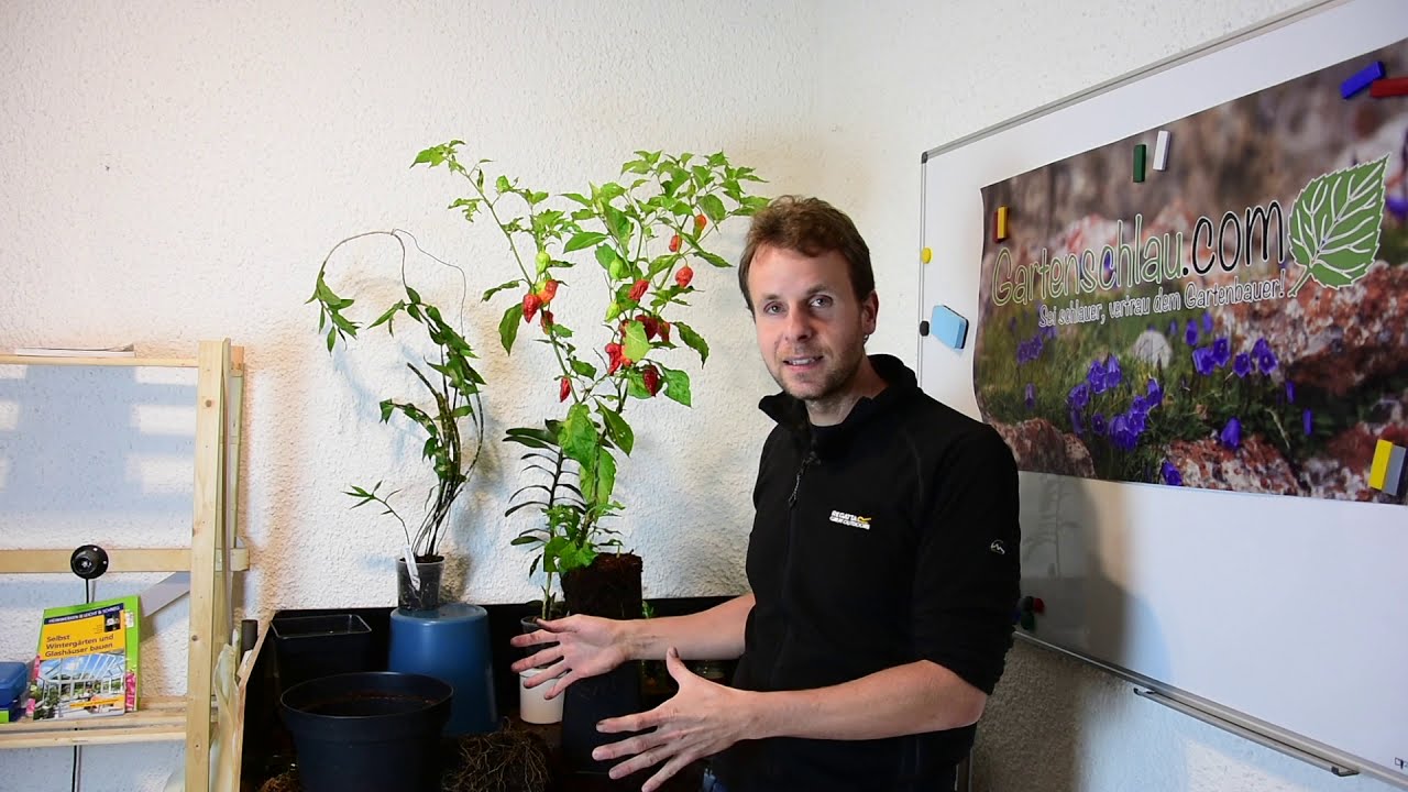 Chilis vor dem Überwintern umtopfen? - Alles über Chili, Peperoni, Tomate, Paprika #48