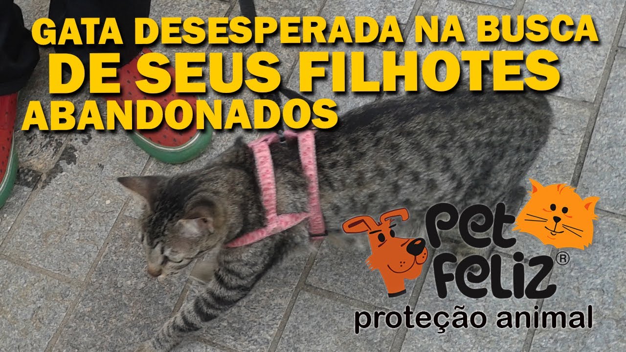A INCRÍVEL GATA EM BUSCA DOS FILHOTES, NOS LEVOU ATÉ SUA CRIA PARA RESGATAR OS BEBES Petfeliz