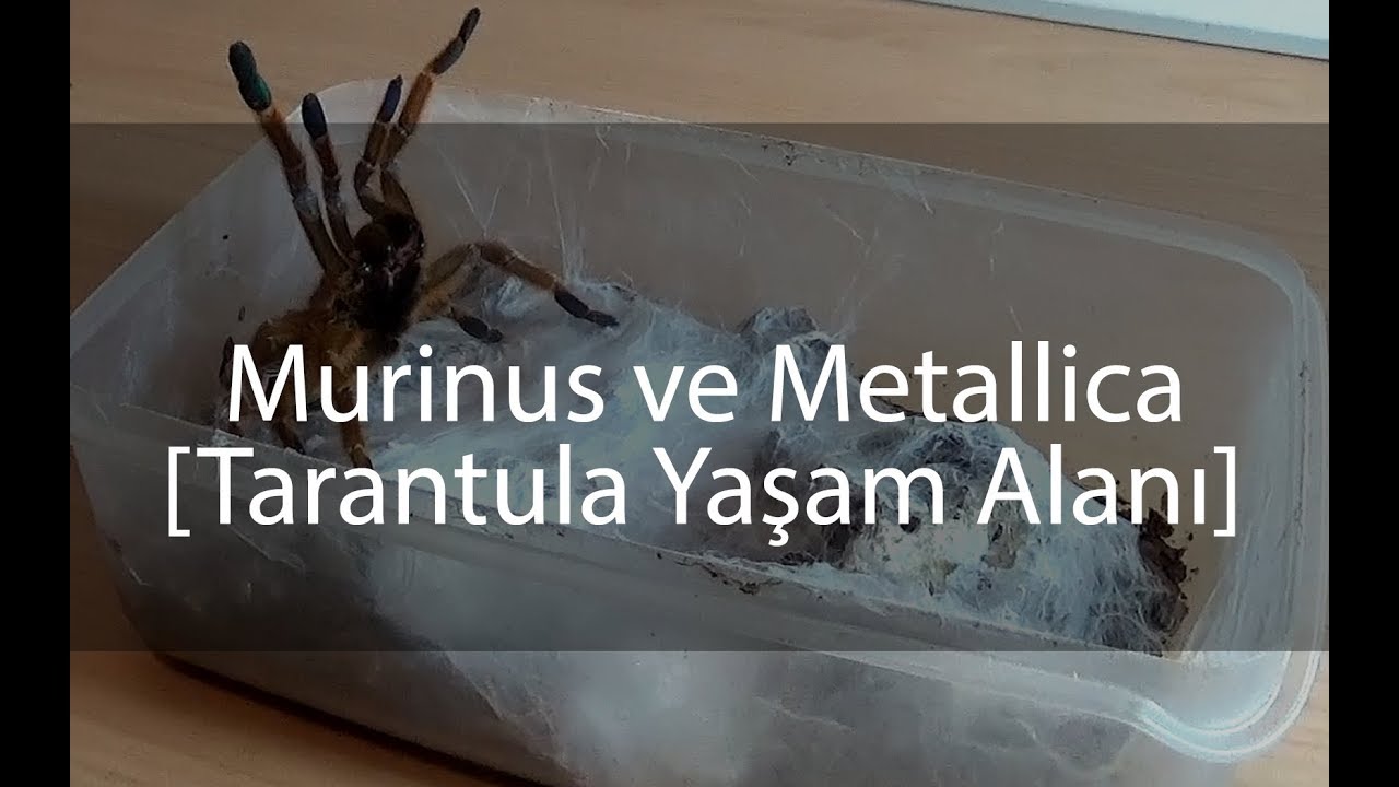 Murinus ve Metallica Tarantulalarına Yaşam Alanı