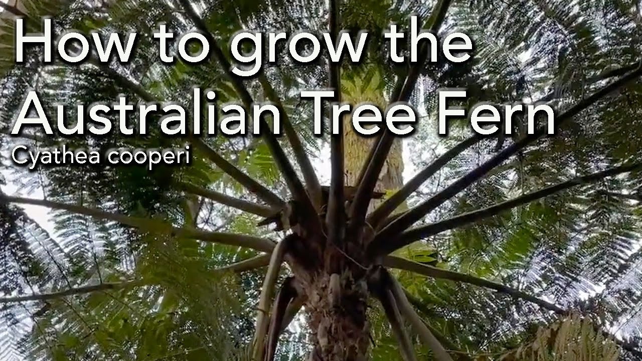 How to Grow the Australian Tree Fern - Cyathea cooperi