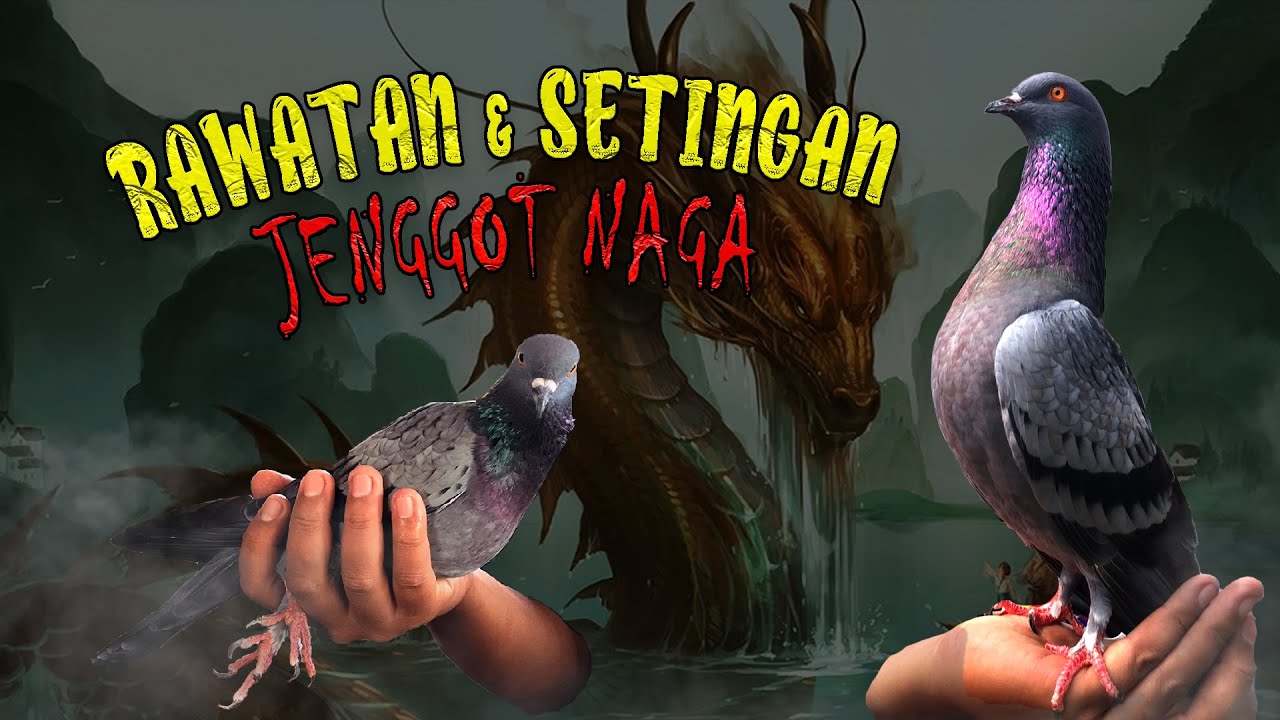 Perawatan Dan Setingan JENGGOT NAGA