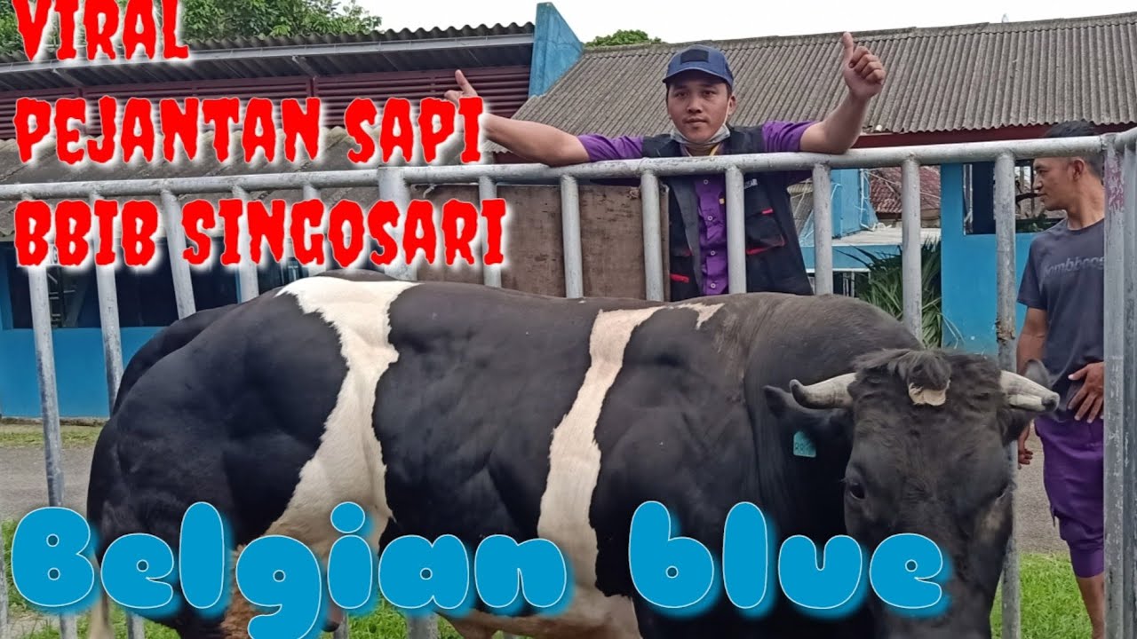 viral pejantan sapi super Belgian blue Gatot kaca BBIB Singosari hasil tranfer embrio BET Cipelang