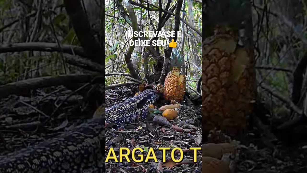 Lagarto Tei&uacute; #amazing #shorts #lagarto #teiu #teju