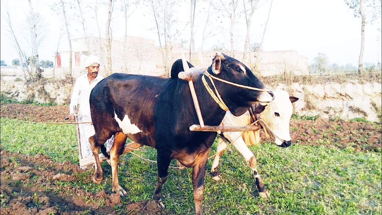 No Tractor, No Fuel ❌ | Bulls Ploughing Fields With Traditional Plough 🐂