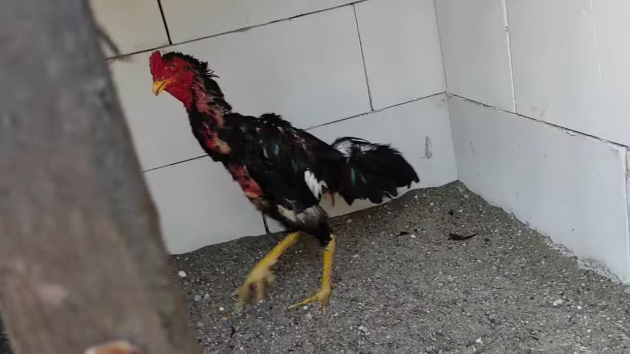 /// OKAYIN YENİ KÜMESİNE KOYDUĞU TÜĞDEKİ HOROZLARI ///