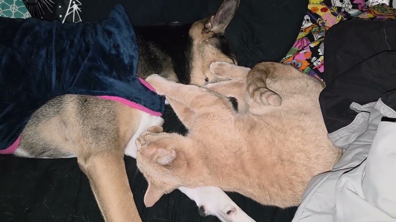 Cat massages dog's face