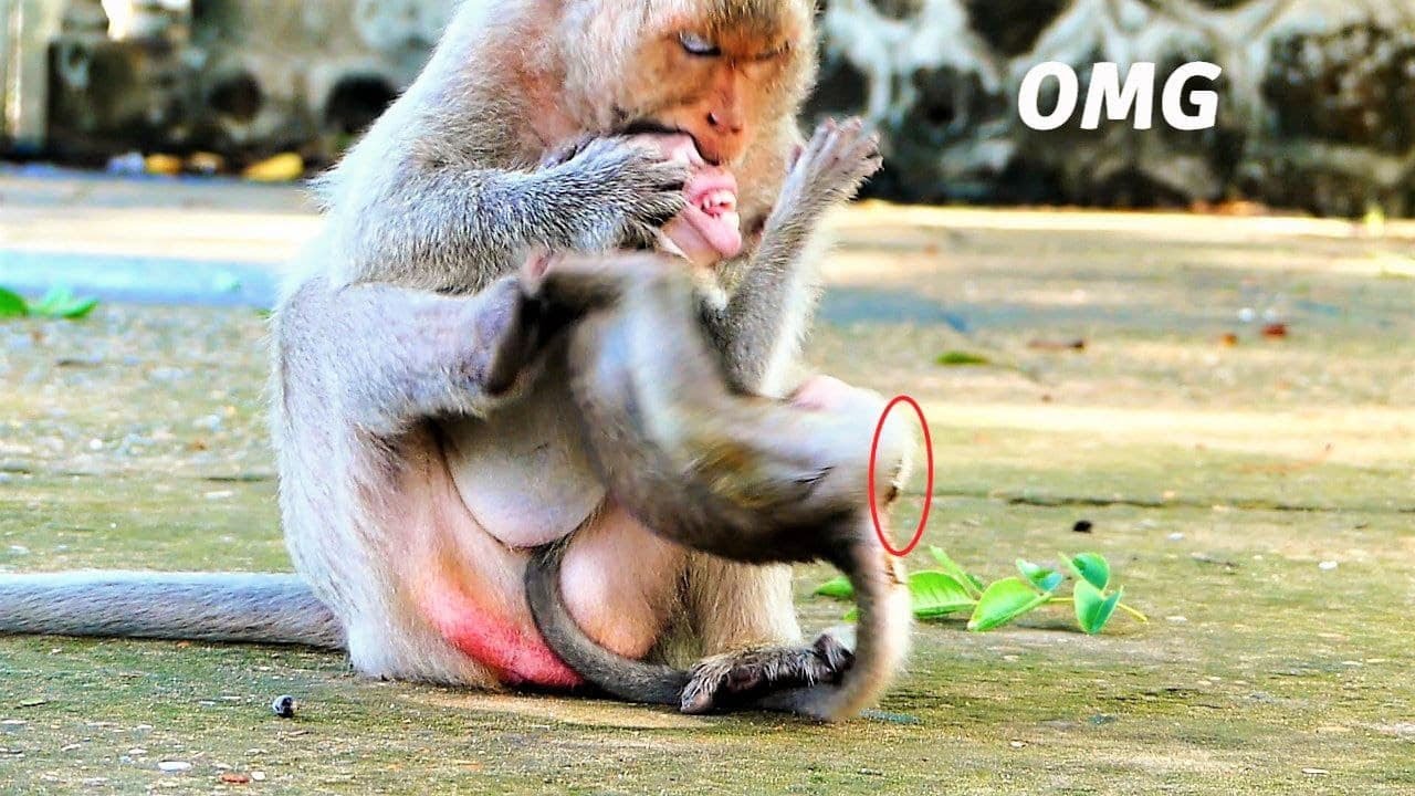 Oh God Help Unconscious Baby!, Mother Monkey Malika Is The Craziest Monkey Now
