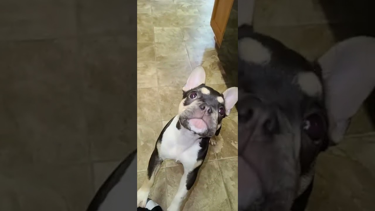 Frenchie isn't as well behaved as her Pug sister.