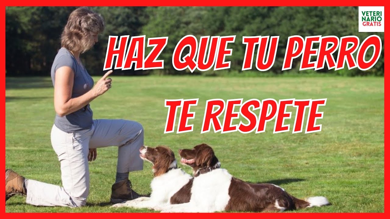 HAZ QUE TE RESPETE 🚦 10 CONSEJOS PARA CONSEGUIR EL RESPETO DE TU PERRO 🚦 COMO EDUCAR A UN PERRO