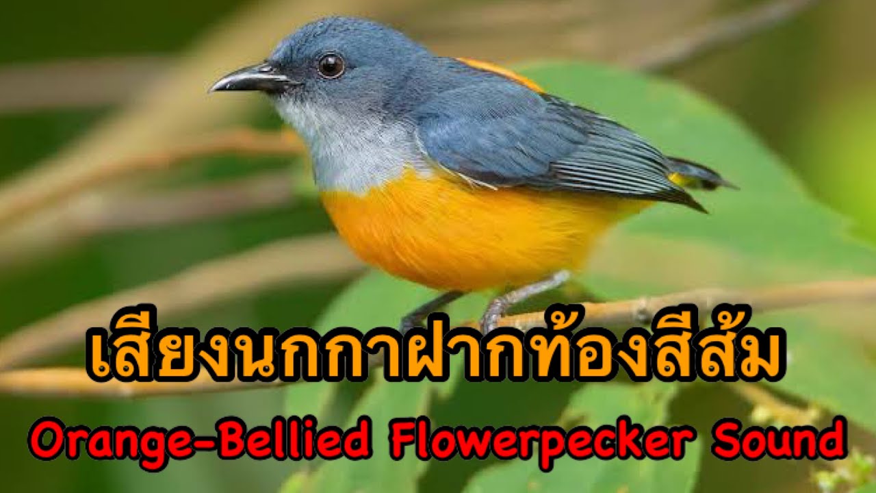 เสียงนกกาฝากท้องสีส้ม Orange-Bellied Flowerpecker Sound