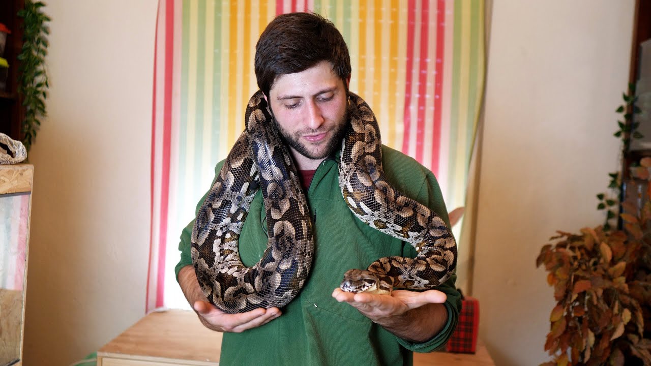 🐍 Boa de Duméril (Acrantophis dumerili) - Una especie increíble, hablemos de ella 🐍
