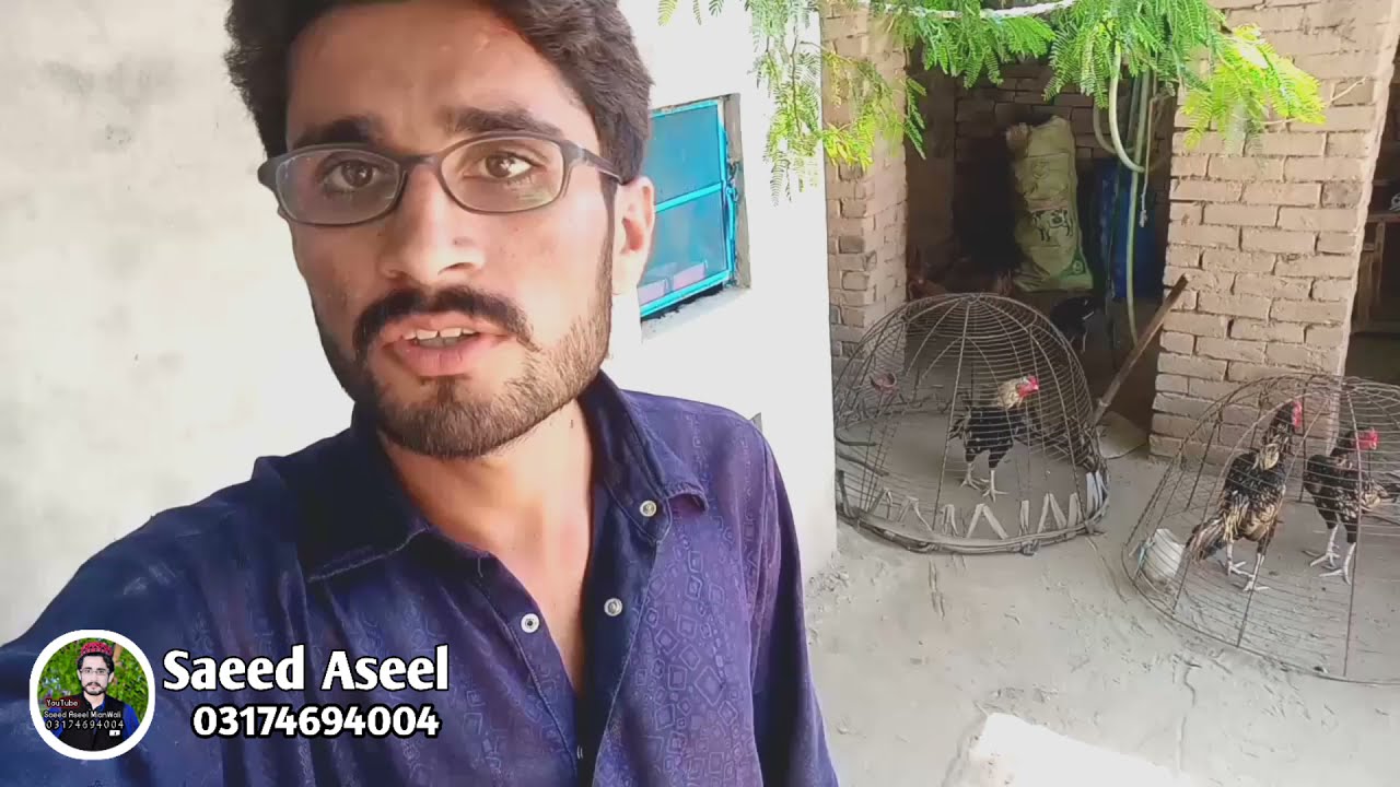 Pure Aseel Breed Mianwali By Saeed Aseel Mianwali | Mianwali First