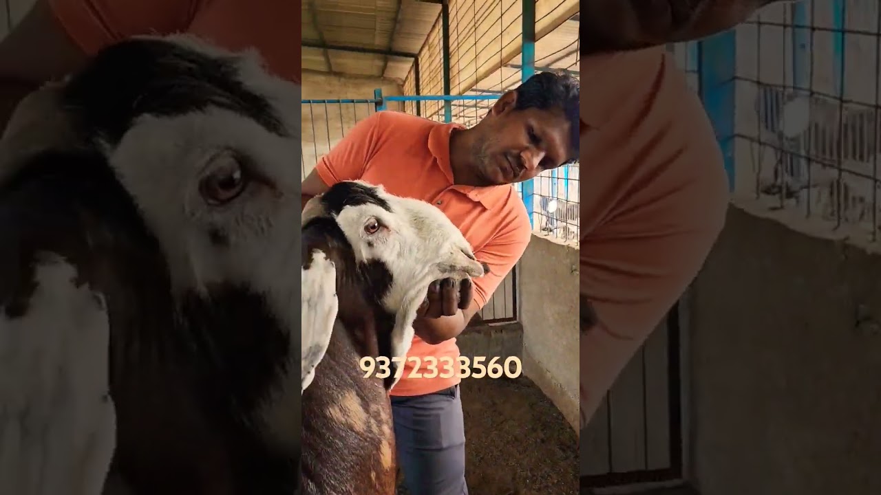 Heavyweight Khassi Bakra Al Hadi Goat Farm.