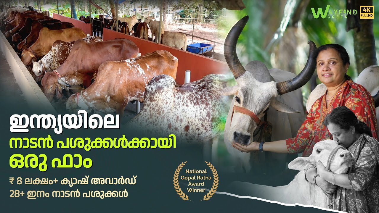 ഇന്ത്യയിലെ 28 ഇനം നാടൻ പശുക്കൾ ഇവിടെയുണ്ട്, അവാർഡുകൾ വാരിക്കൂട്ടിയ ക്ഷീര കർഷക | Kerala Dairy Farming