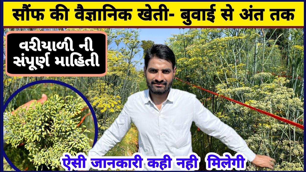 सौंफ की वैज्ञानिक खेती || વરિયાળી ની ખેતી ગુજરાત || Saunf Ki Kheti || Variyali ni kheti || Fennel ||