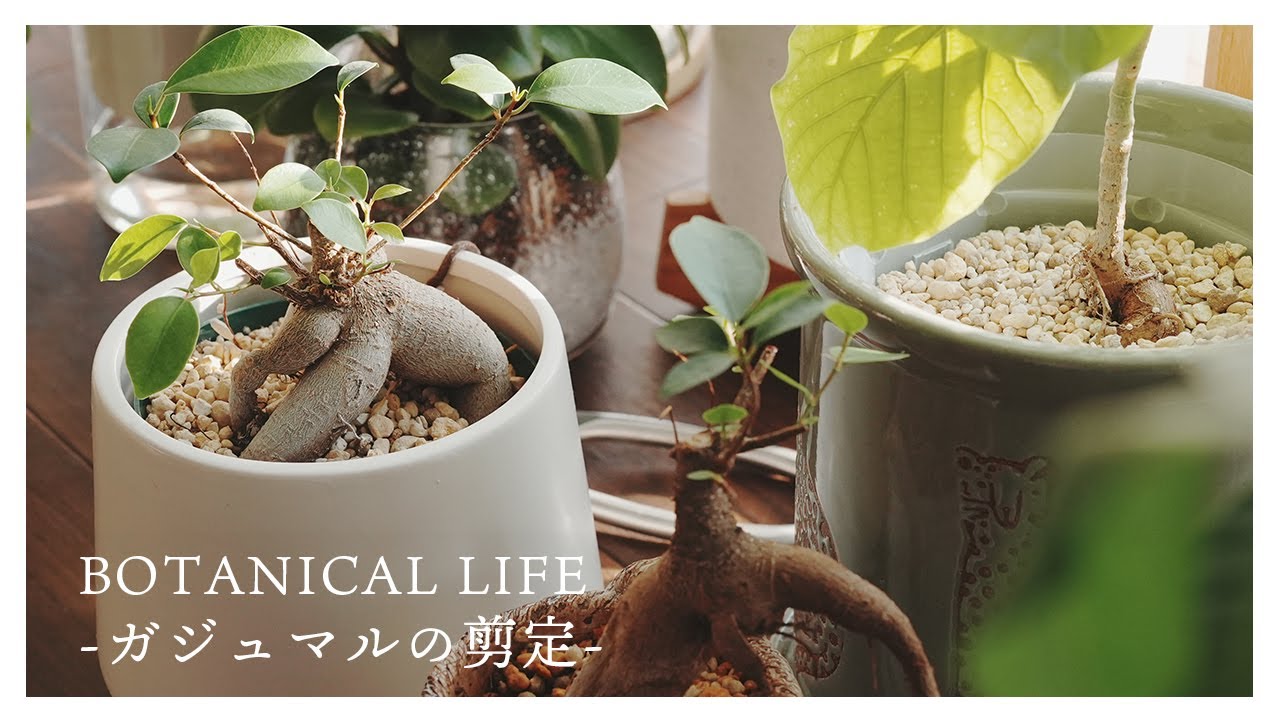 ガジュマルの剪定と1週間後の様子｜鉢穴に根が食い込んだウンベラータの救出