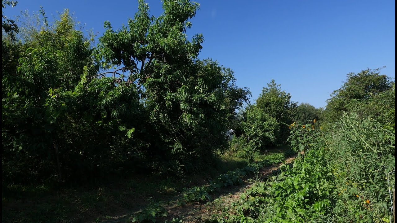 Verger-maraîcher: Ferme de Frédéric Chatelard