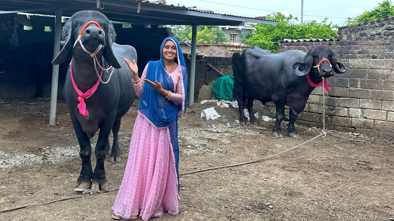 गुजरात की सबसे बड़ी जाफराबादी भैंस यहां से खरीदें अमरेली 24 लीटर दूध देने वाली