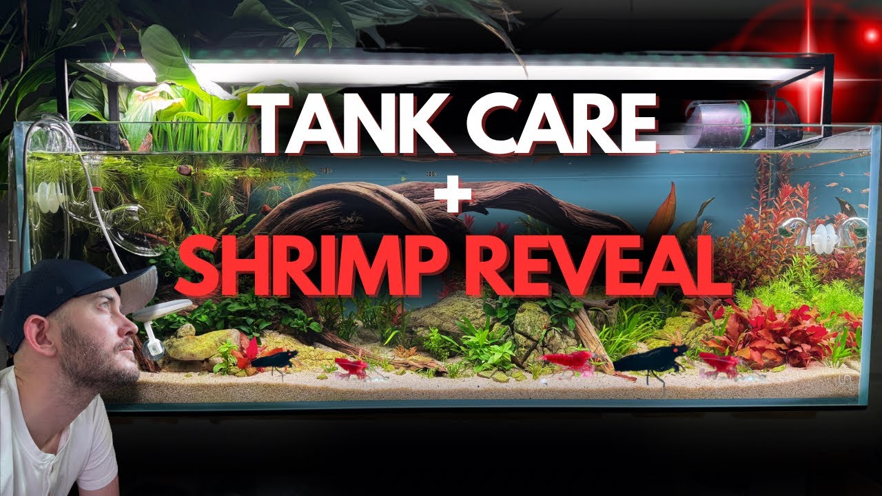 20 Gallon Planted Aquarium Update First Maintenance & Adding Shrimp!