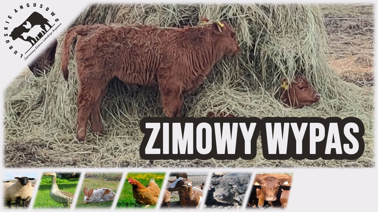 Lubuskie Angusowo - S5 E14 - Zimowy wypas balotowy rozpoczęty
